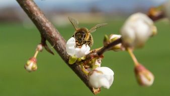 bee on a flower on a tree