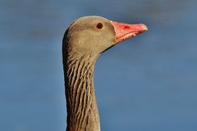 wild goose on the lake