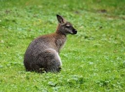Kangaroo on the meadow in Australia