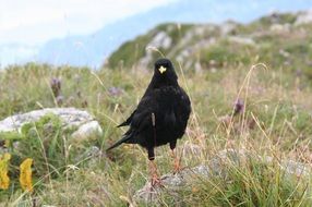 Alpine Chough Bird portrait