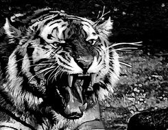 Roaring Tiger with big sharp Teeth