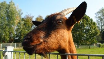 brown horned Goat head above fence, east frisia