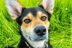 dog muzzle with protruding ears