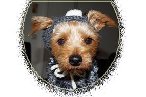 clothing yorkshire terrier