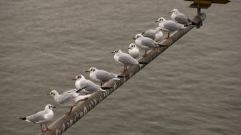 flock of gulls over the river