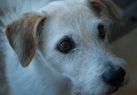 Old Jack Russel