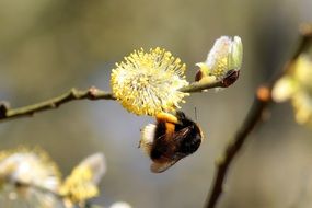 bee on the pussy willow