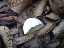 white shell of a egg of a pigeon in dry foliage closeup