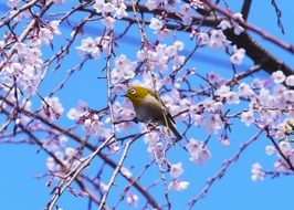 Japanese white-eyed sits on a flowering tree