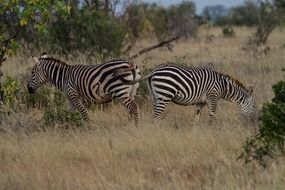 zebras in safari in kenya