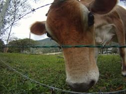 cow grazes on green grass