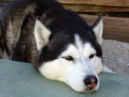 sleeping Siberian Husky