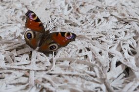 peacock butterfly on white painted straw