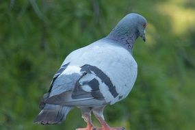 pigeon rear view