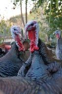 flock of turkeys in countryside