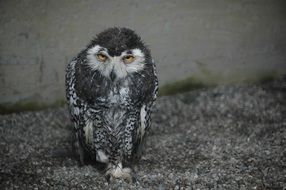 Colorful small sad Owl in Cage
