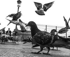 many pigeons in the city square close up