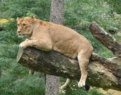 Lioness, Predator