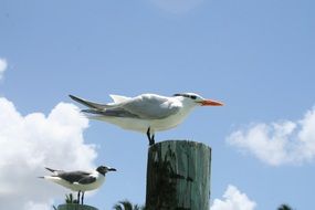 Gull Bird posing