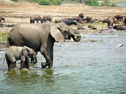 Landscape of Wild Elephants in Uganda