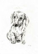 drawing on white canvas of a dog