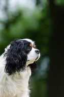 three colored cavalier king charles spaniel