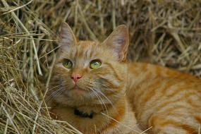 domestic Cat Face