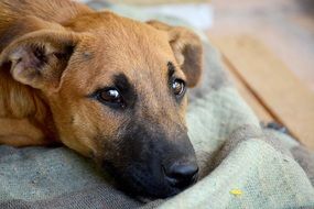 dog with cut smart eyes close-up on blurred background