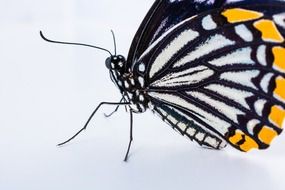 butterfly with a pattern on its wings