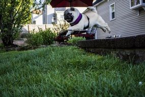 Cute jumping puppy