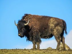 wild buffalo on the hill