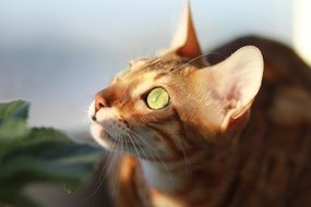 bengal cat on the window sill