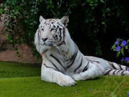 relaxing white bengal tiger