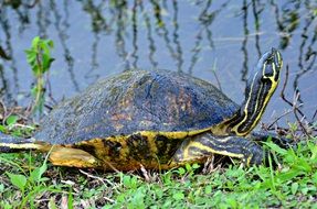 big turtle near the water in the Everglades National Park