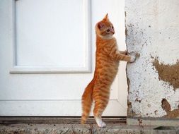 red kitten standing on hind legs