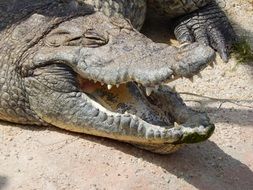 Crocodile with the open mouth with the teeth