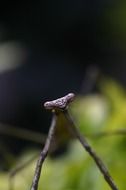 Mantises are an order of insects