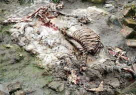 decomposed body of a sheep