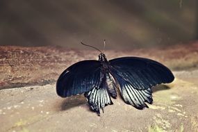 amazing black and white butterfly