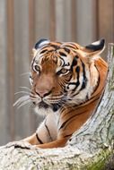 brown striped wild cat