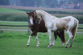 snuggling couple of horses