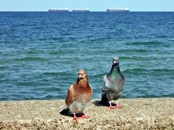 two colorful Pigeons on stone fence at Sea