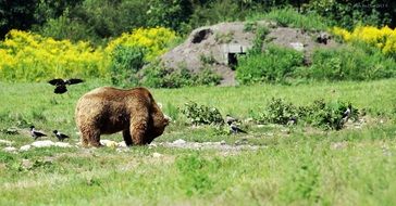 Wild bear in summer