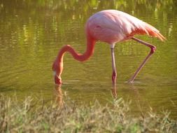 pink flamingos in a pond in the galapagos islands