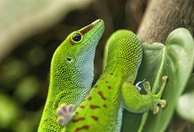 two green lizards on a tree in Madagascar