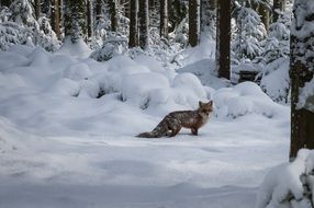 fox walks in the snow in the forest