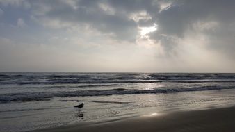 little bird on the beach