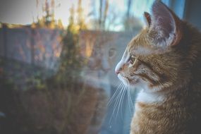 kitty looks out the window to the street