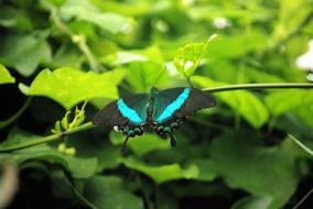 Beautiful blue butterfly