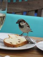 male sparrow eating bread from dish on table